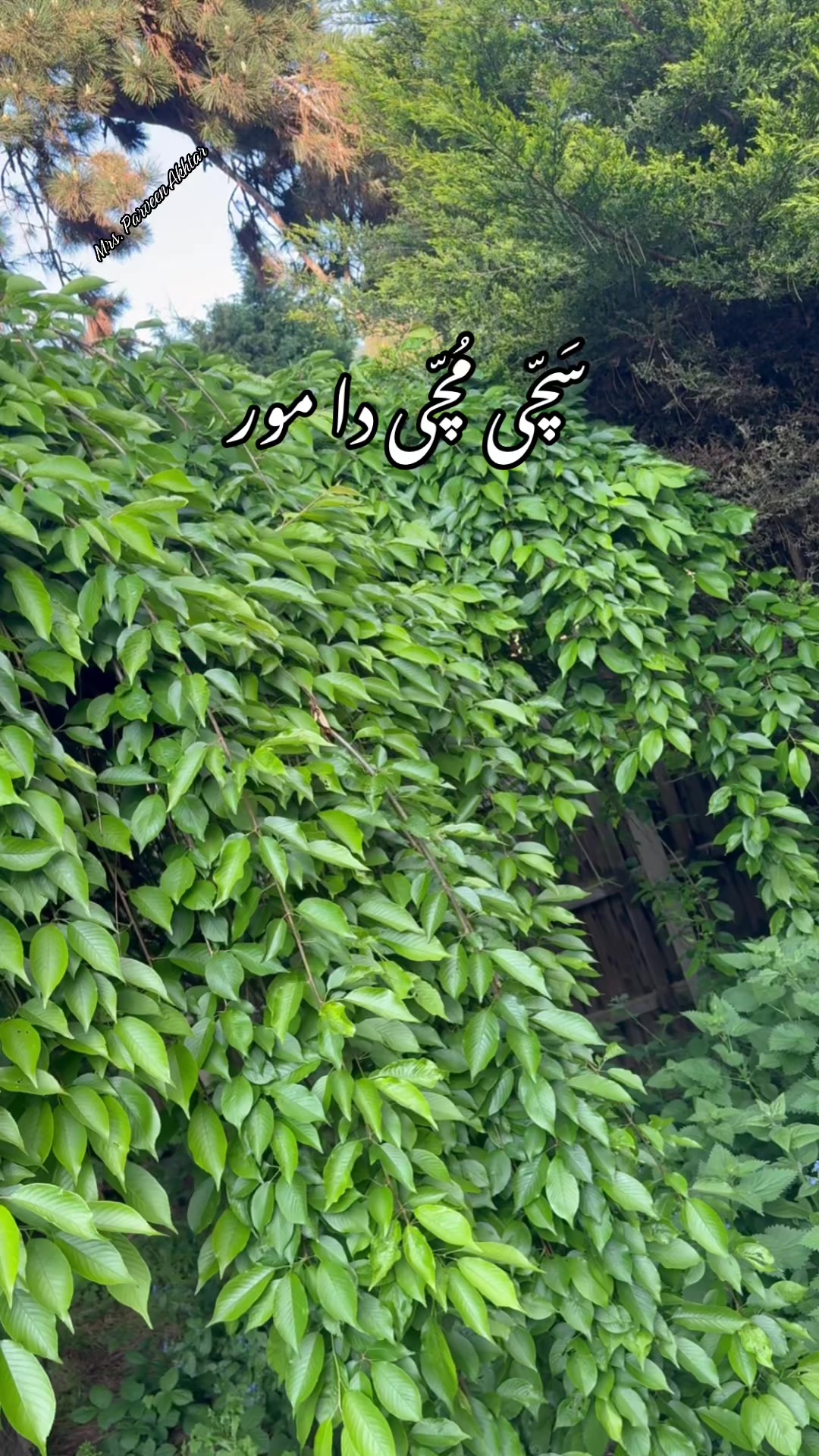 @Parveen Akhtar