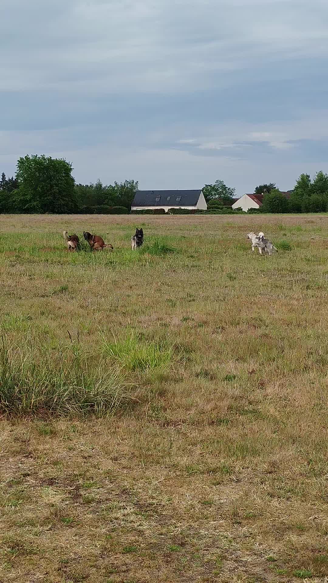 @Animal Passion