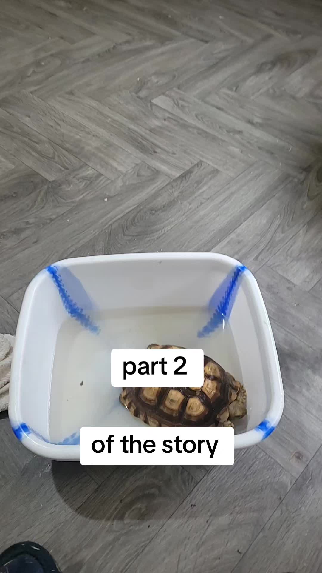 @essex tortoise group