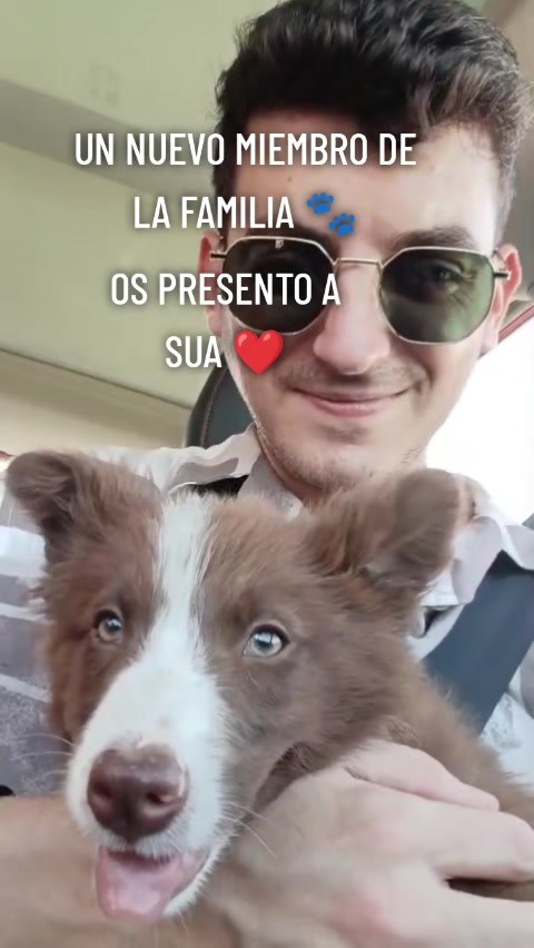 @LABRADOR HACHIRULO❤️