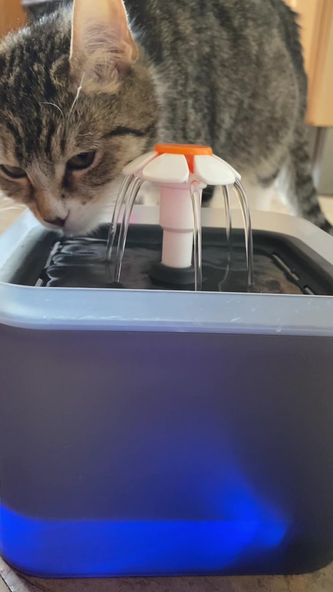 @Chloe Cat