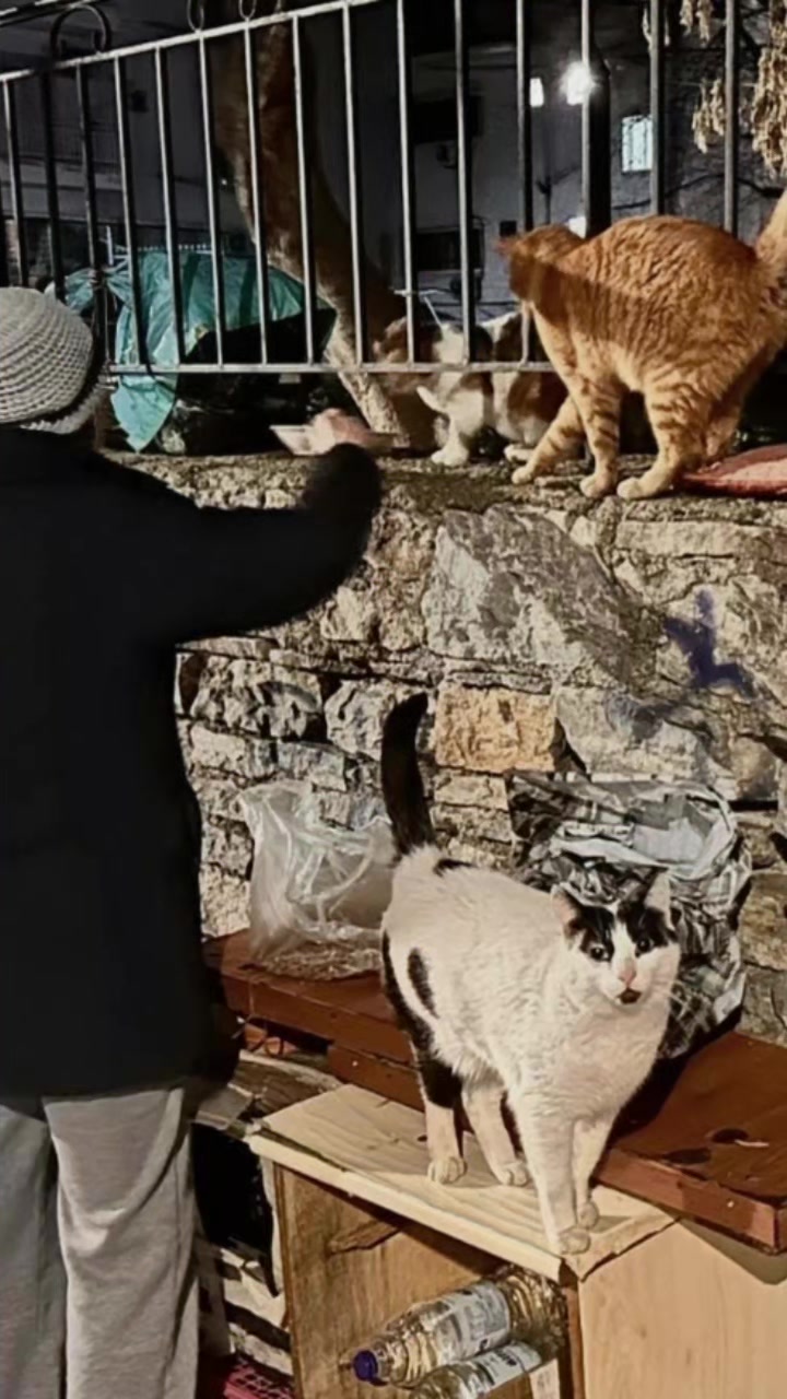 @Greek Animal Rescue