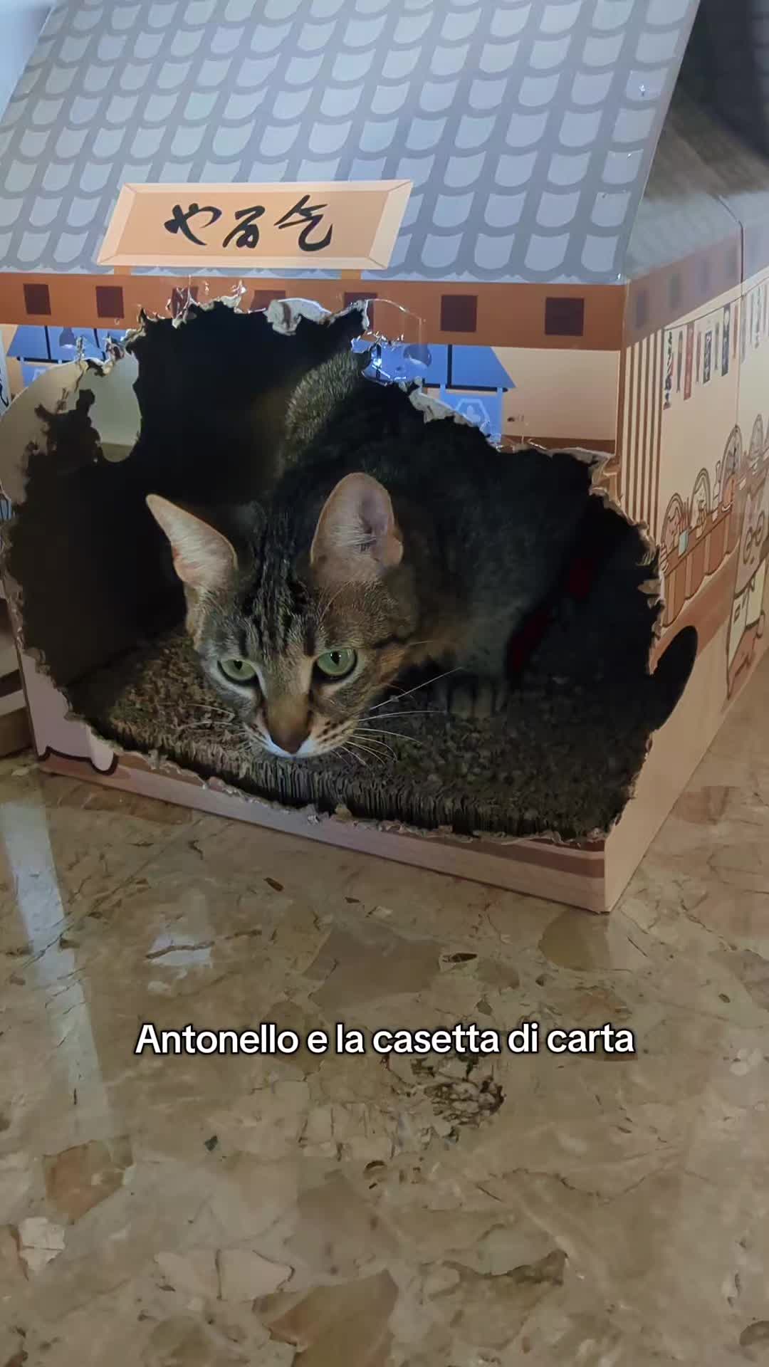 @Lello The Cat