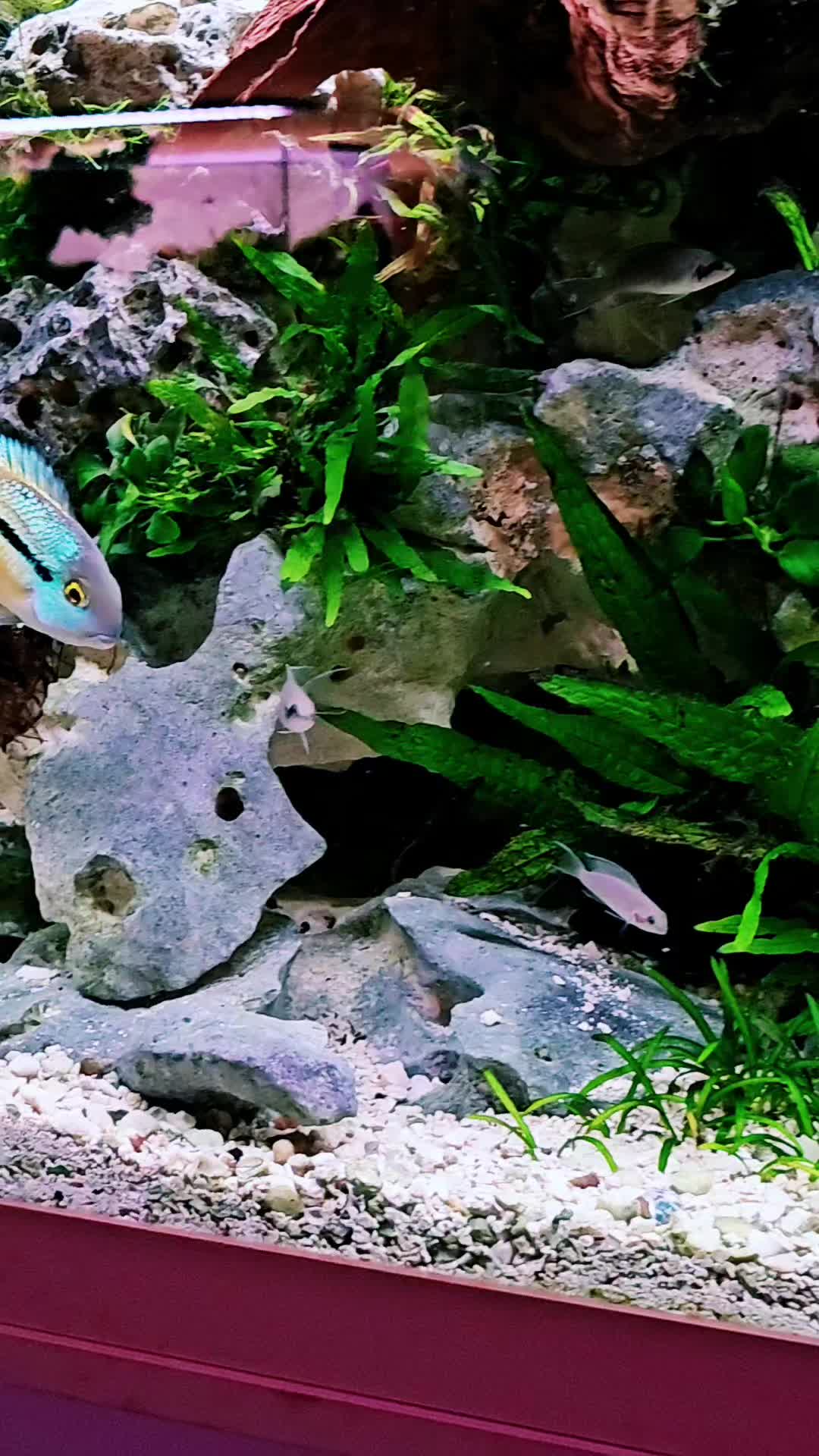 @yellowlabaquascaping