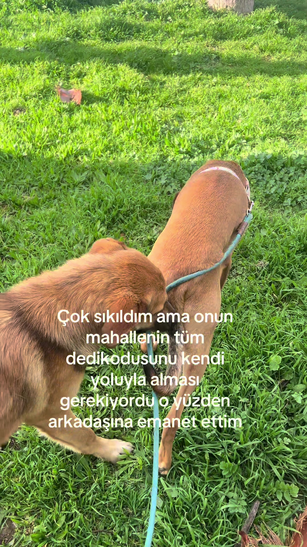 @Pinar Hana