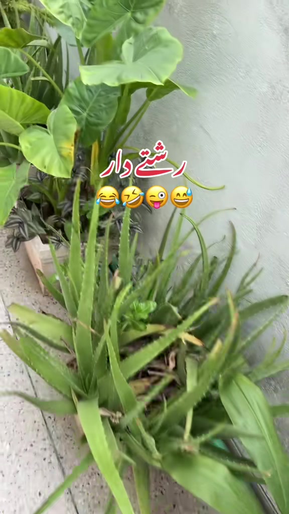 @Mehreen_Ahmed