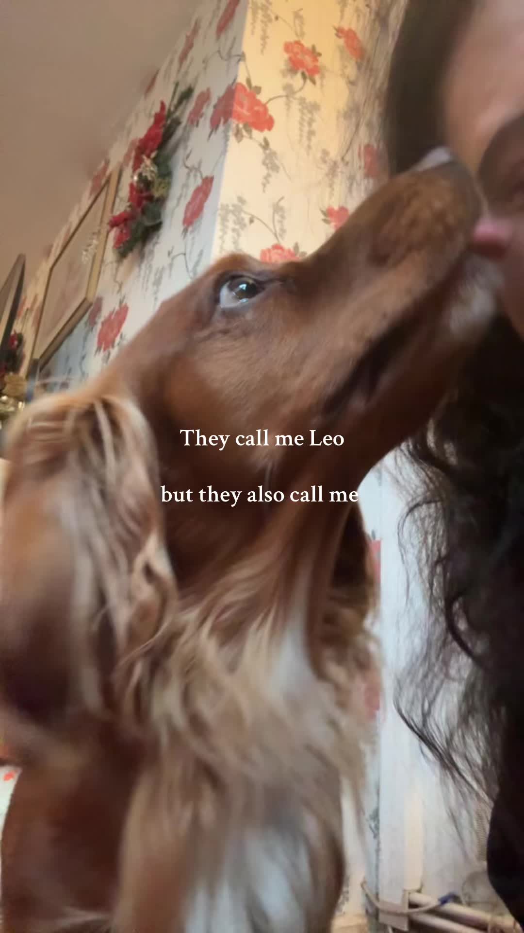 @aspanielslife