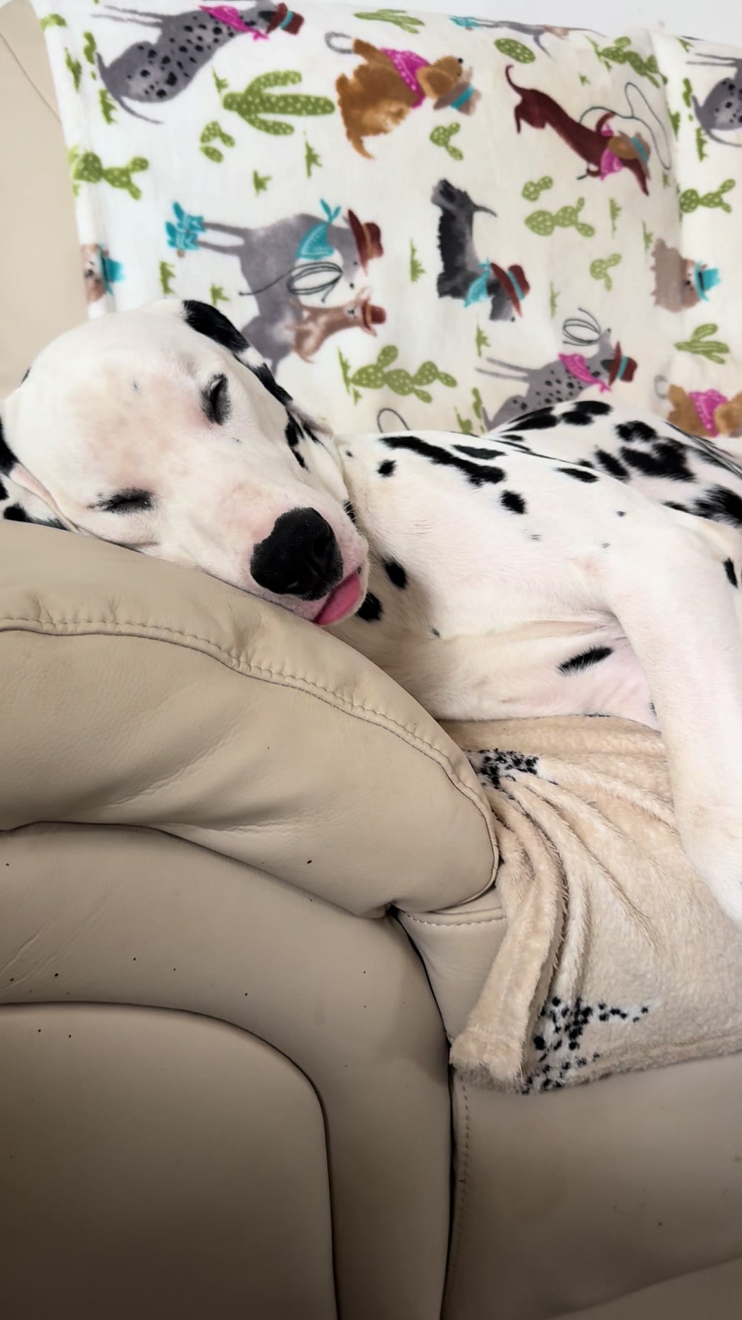 @Tommy & Babbles the Dalmatian