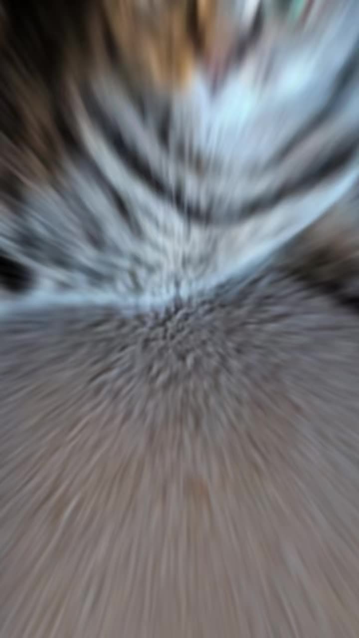 @Stella the cat
