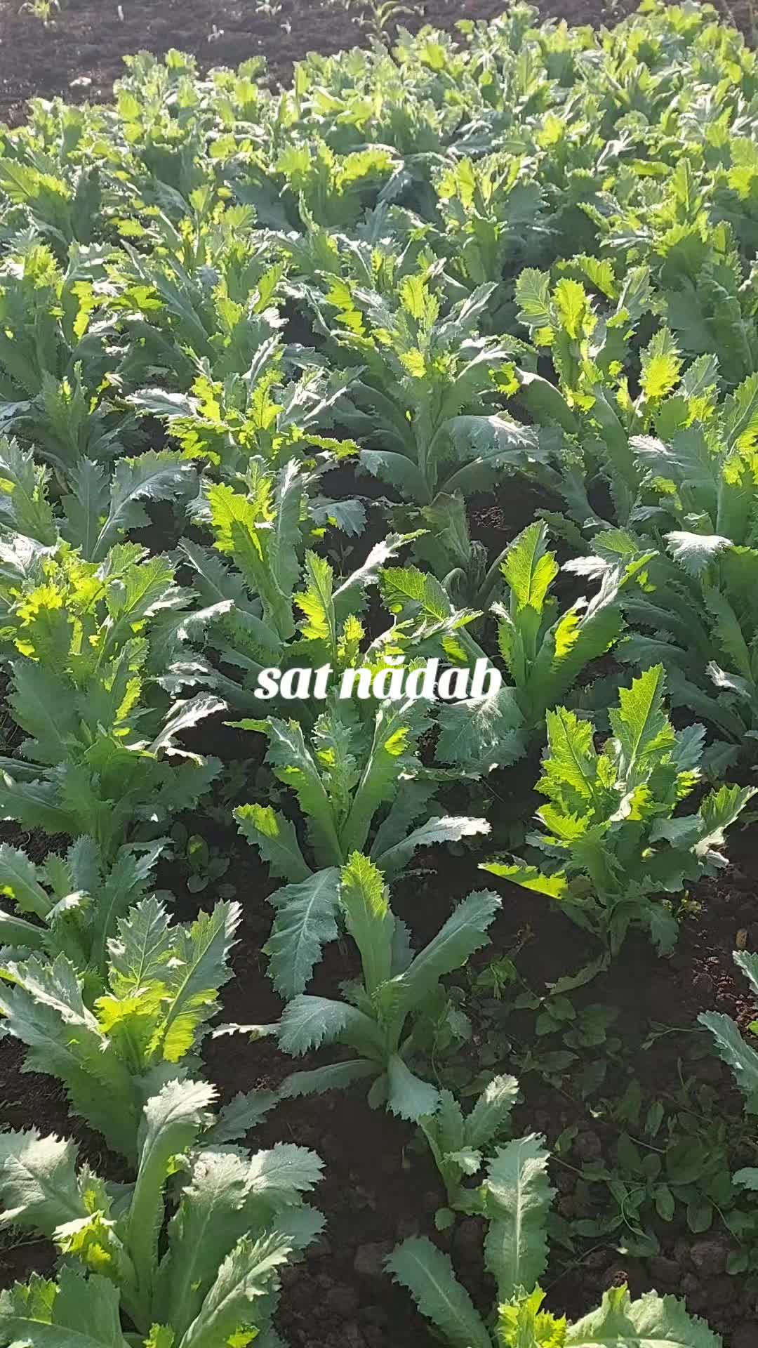 @Ioan Onita