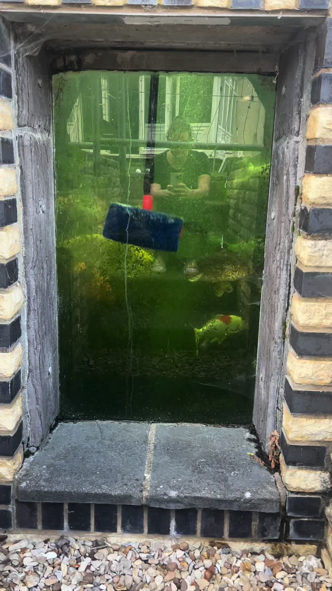 @Kev’s Koi