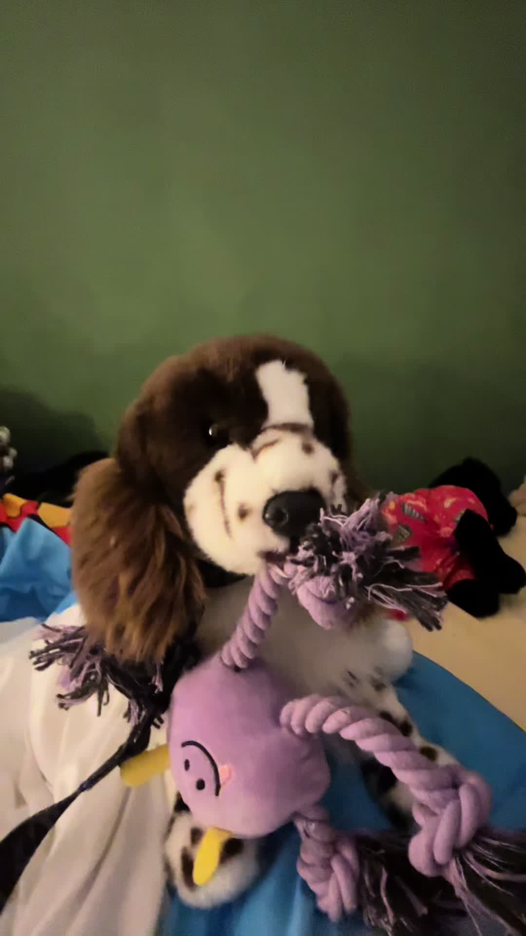 @bordercollieguy3