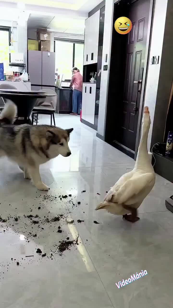 @💥video mània*