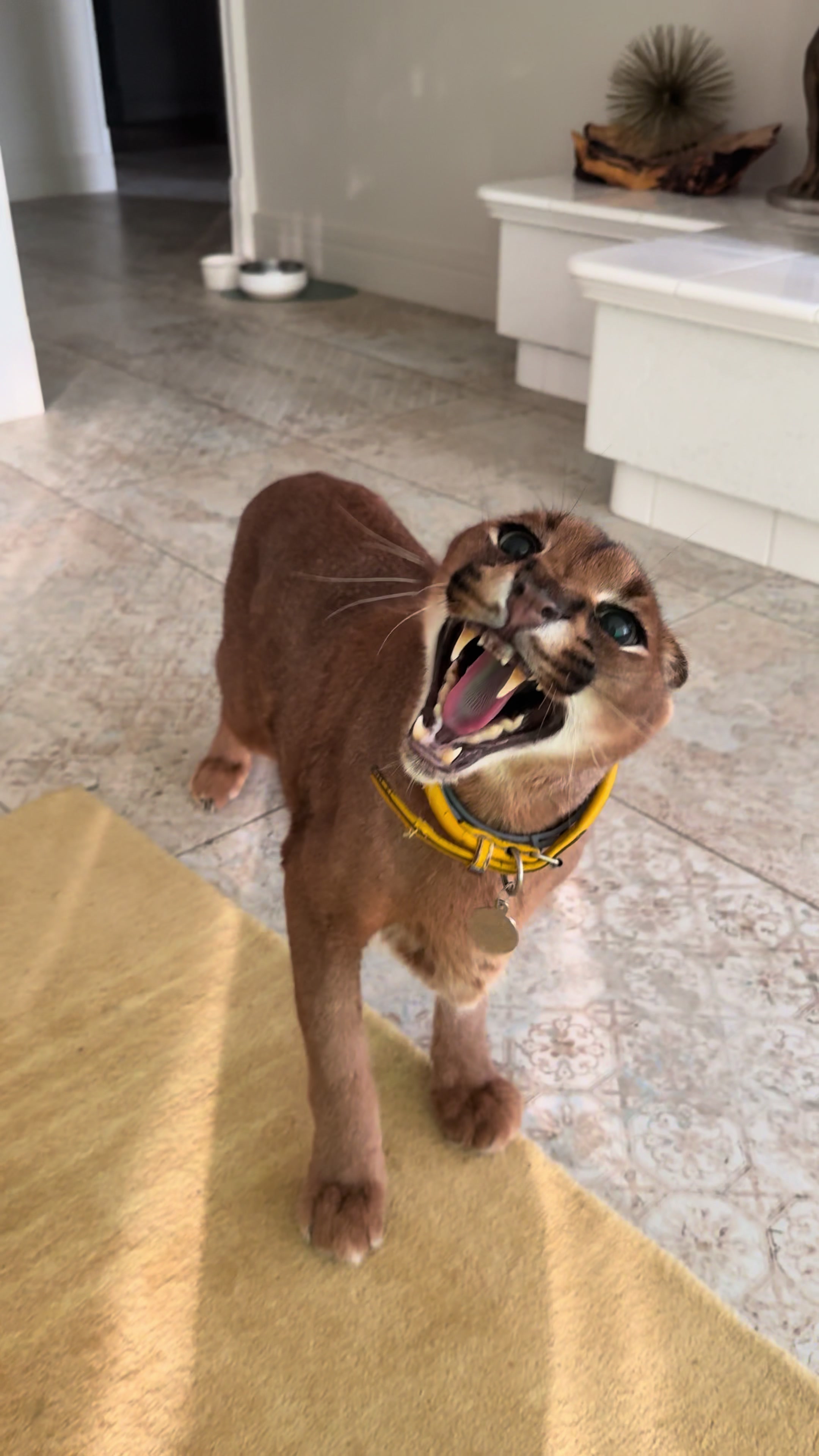 @Pumba Caracal