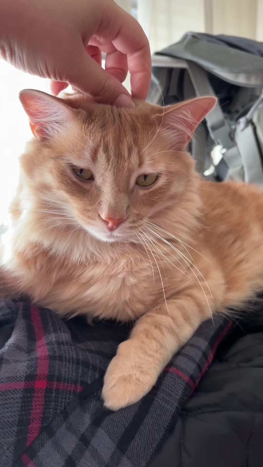 @- Alejandra  🐱💕
