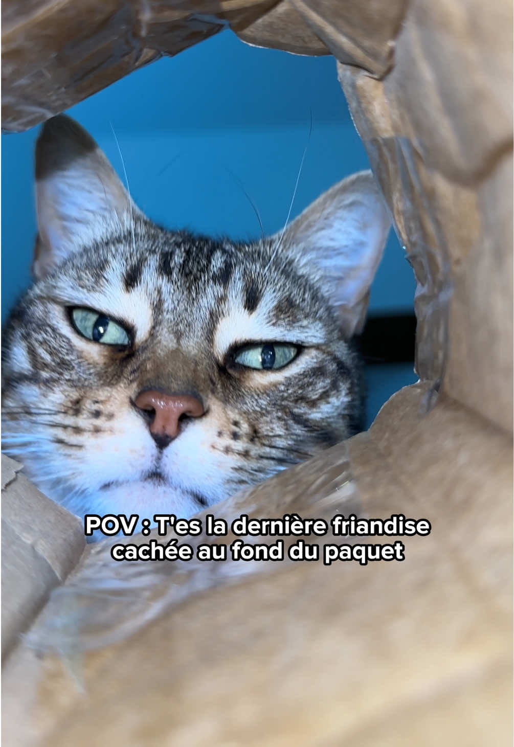 @Ricki the Bengal
