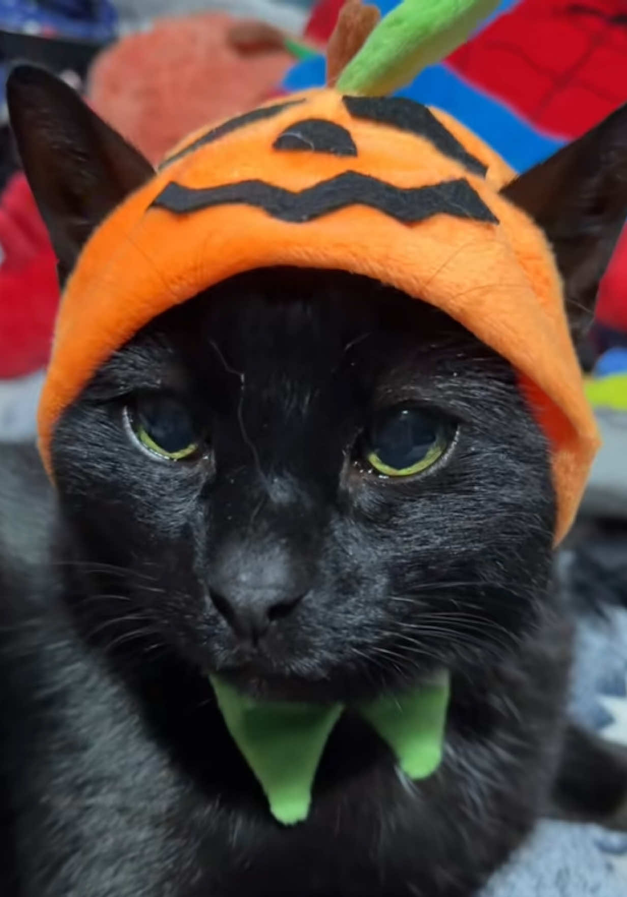 @Teefie_tribe 🐈⬛🐈⬛🐈🦷🦷