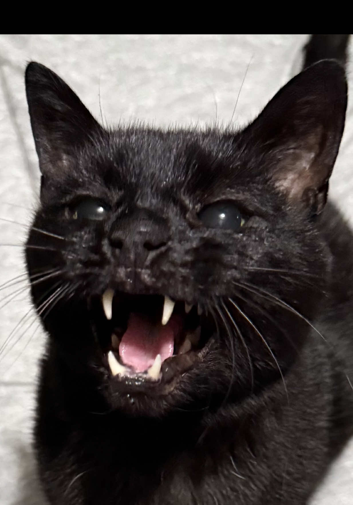 @Teefie_tribe 🐈⬛🐈⬛🐈🦷🦷