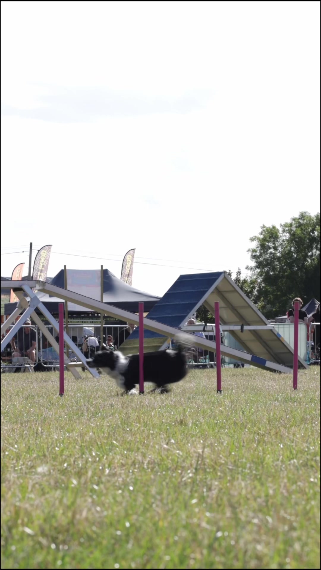 @northeastdogfestival