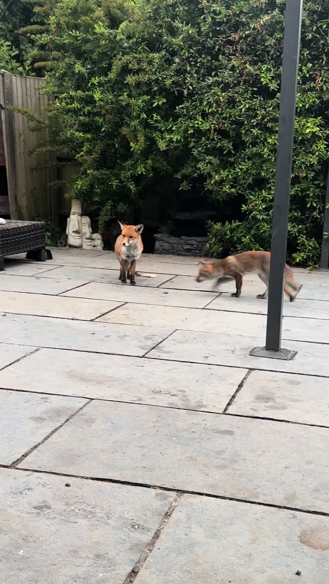@gp_foxes