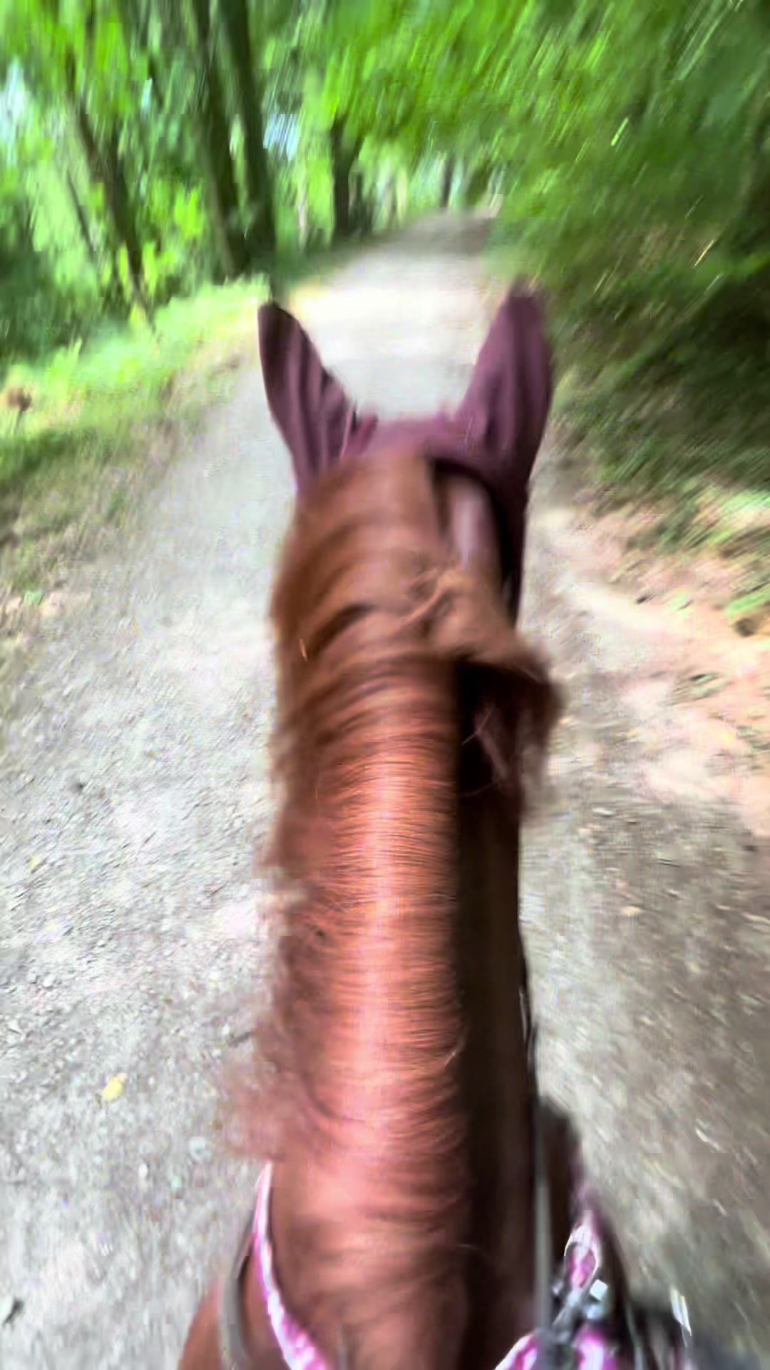 @_.coldblood.dressage_