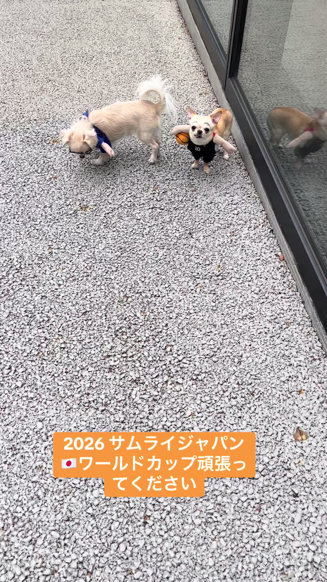 @大将