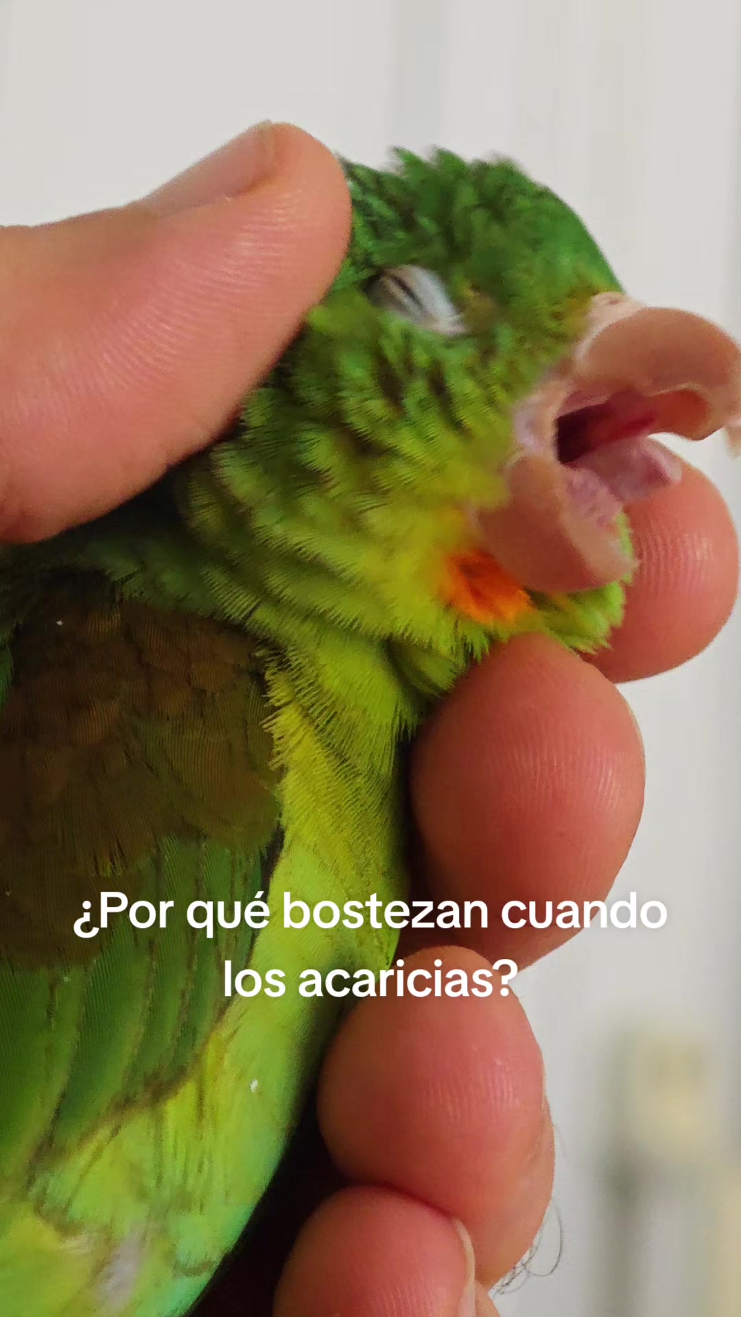 @Pohli