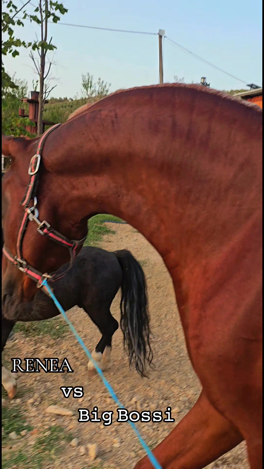 @Horse Training Center Albania