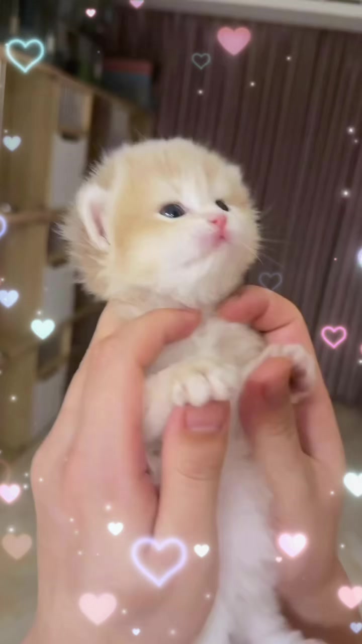 @UCHINOKOmohumohu