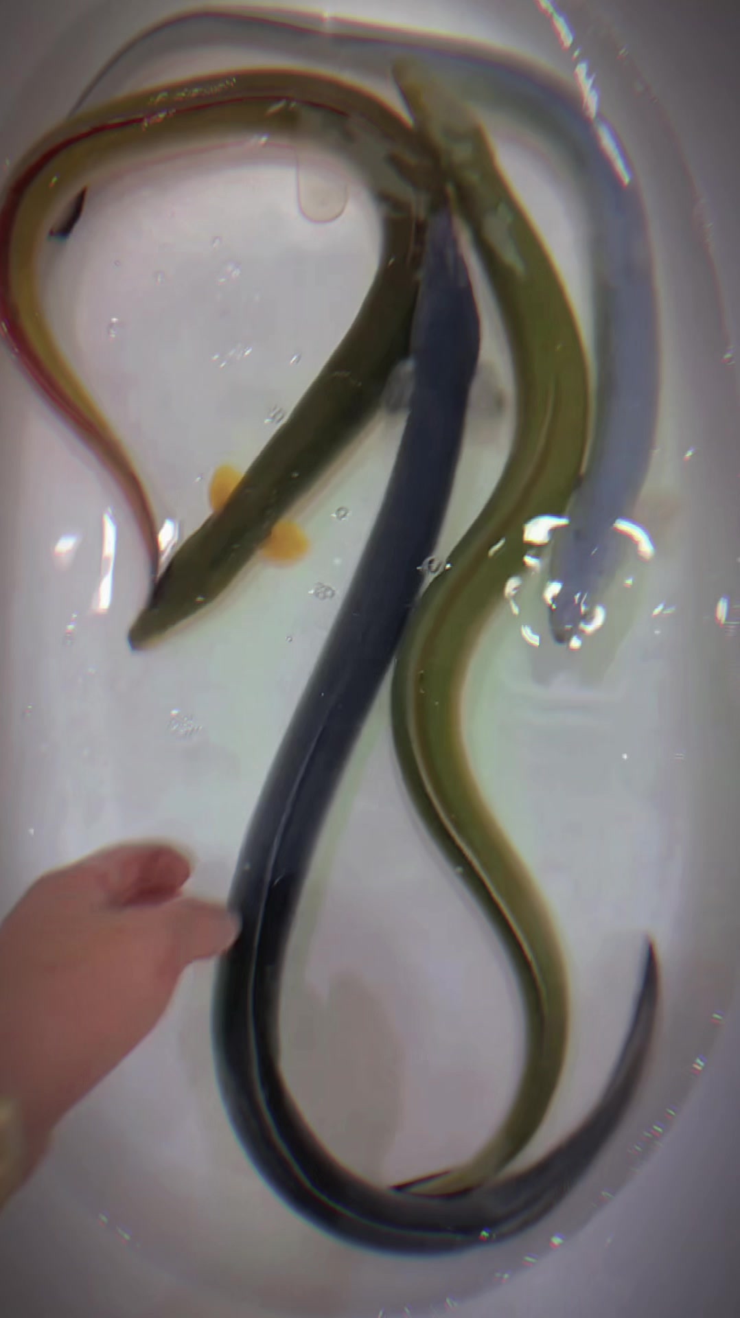 @網上看魚