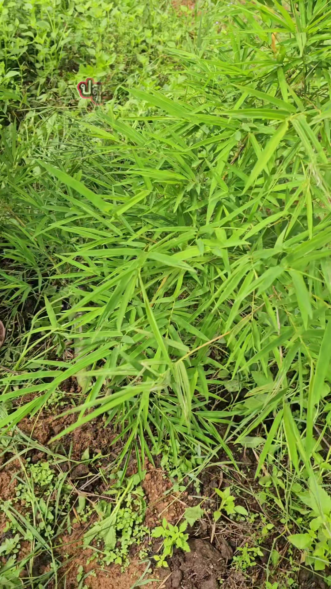 @นัดดาชอป