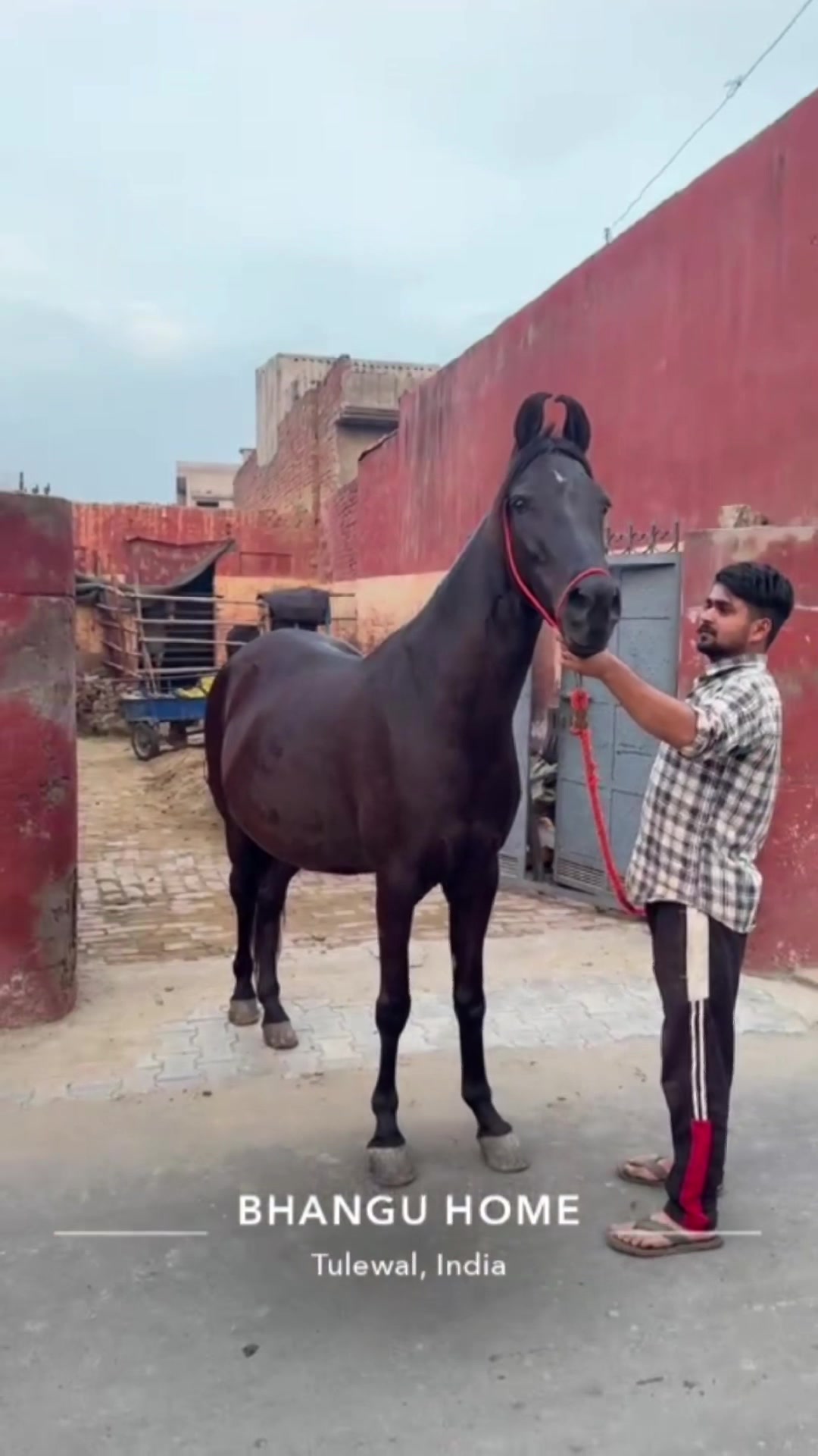 @B² Stud Farm🇮🇳🐎🇨🇦