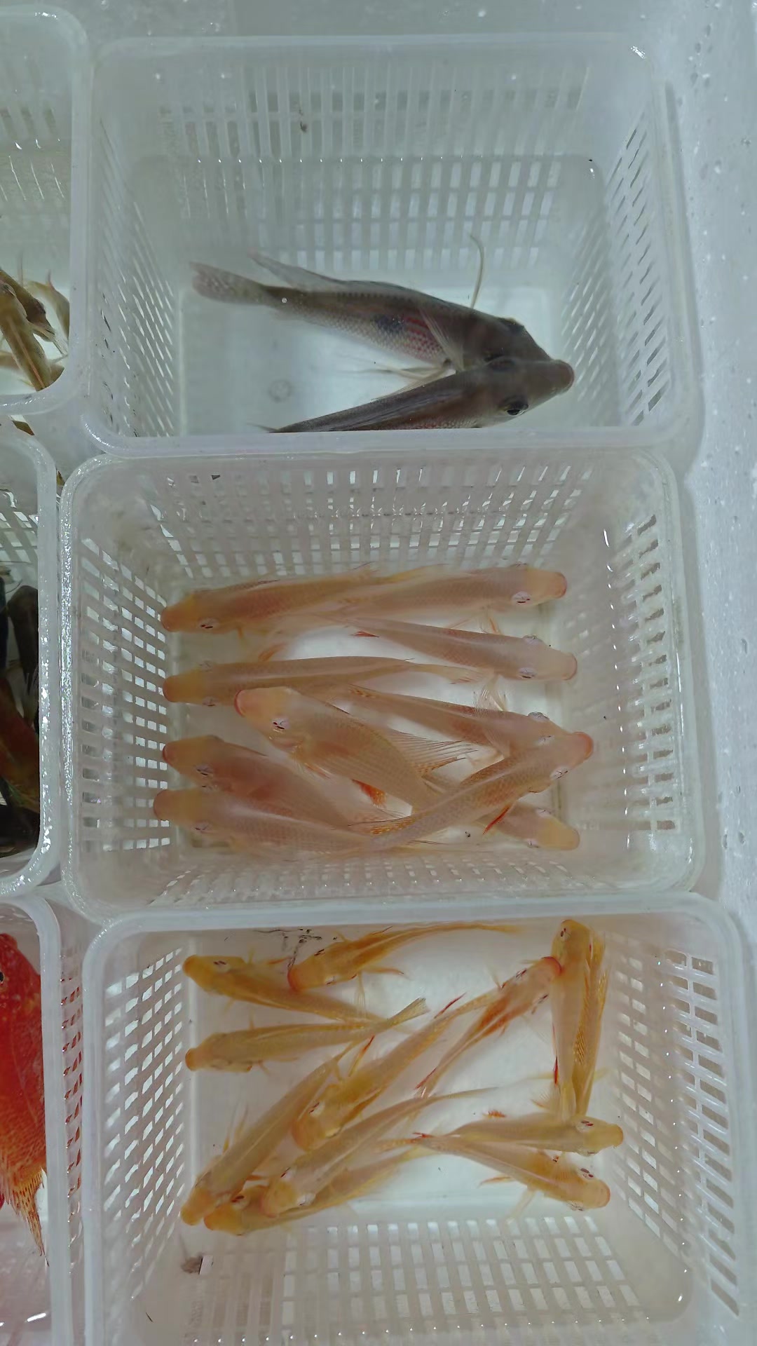 @Long life pet fish co. Ltd
