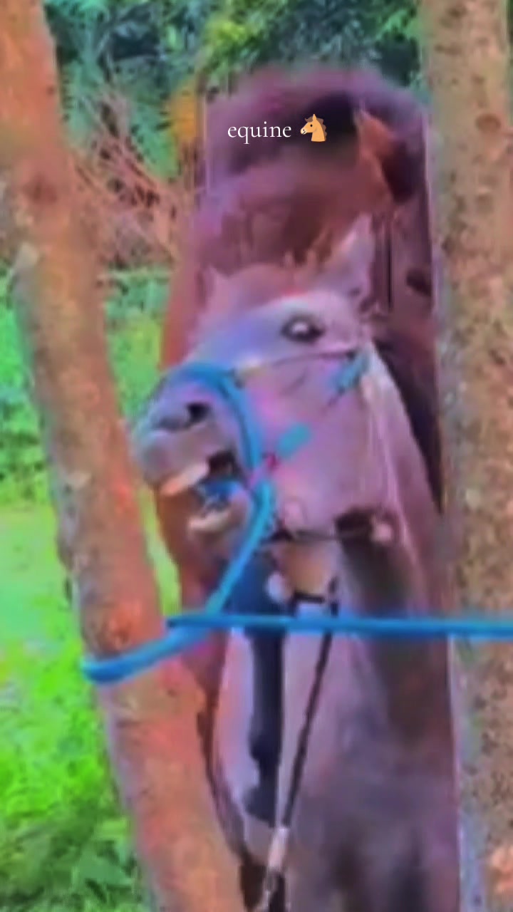 @Equine Cinematics