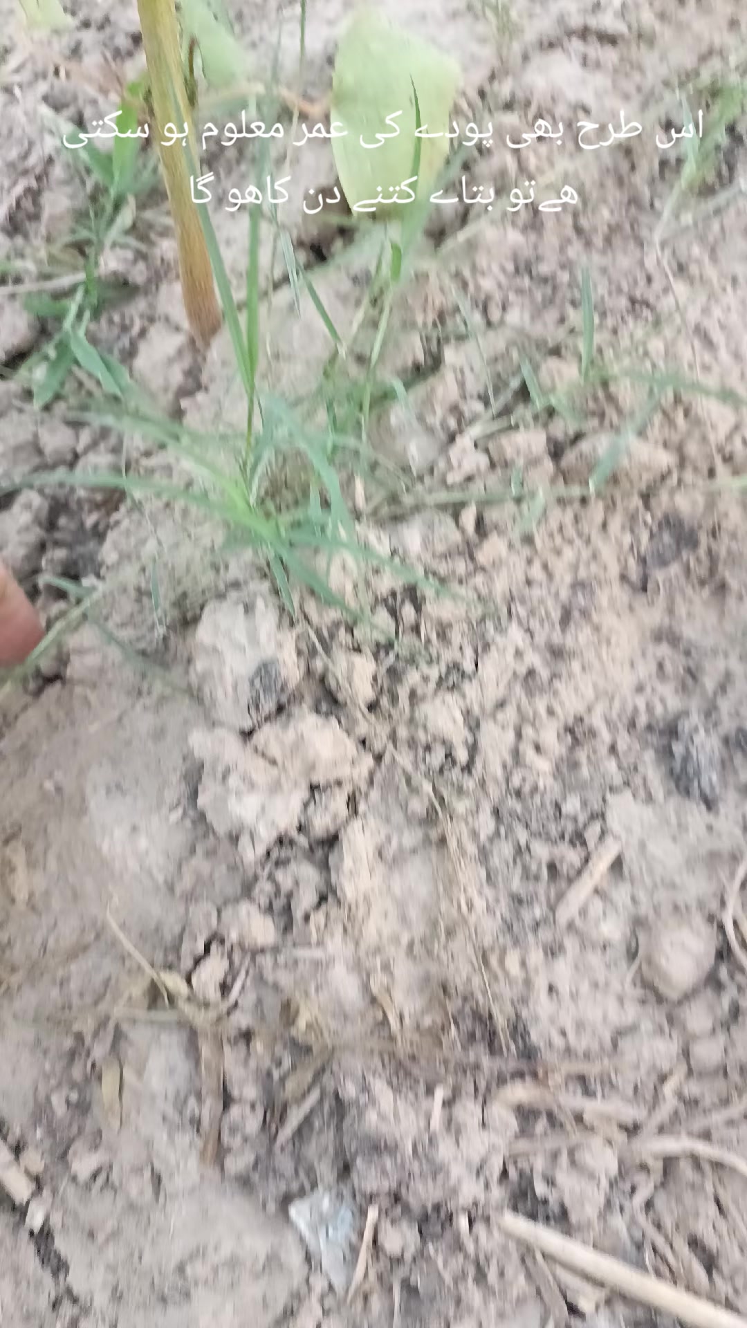 @Mr.Tori.Farming (pathologist)