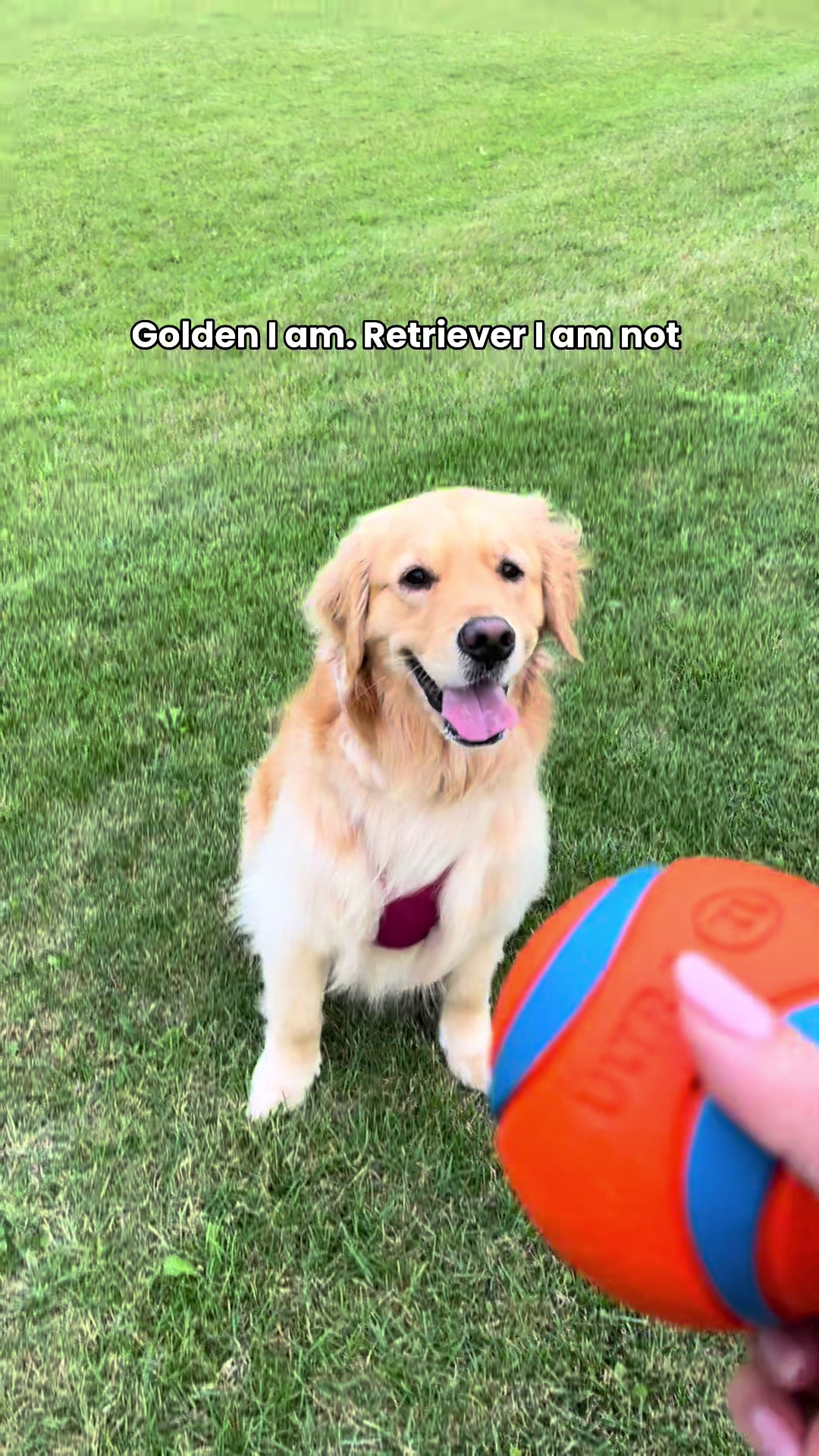 @Daisy & Maple the Goldens