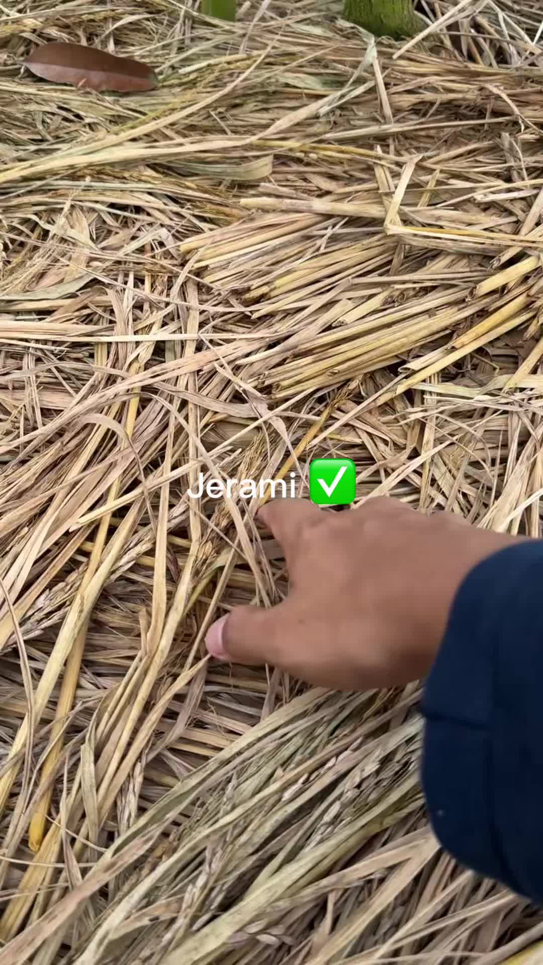 @AA KADU