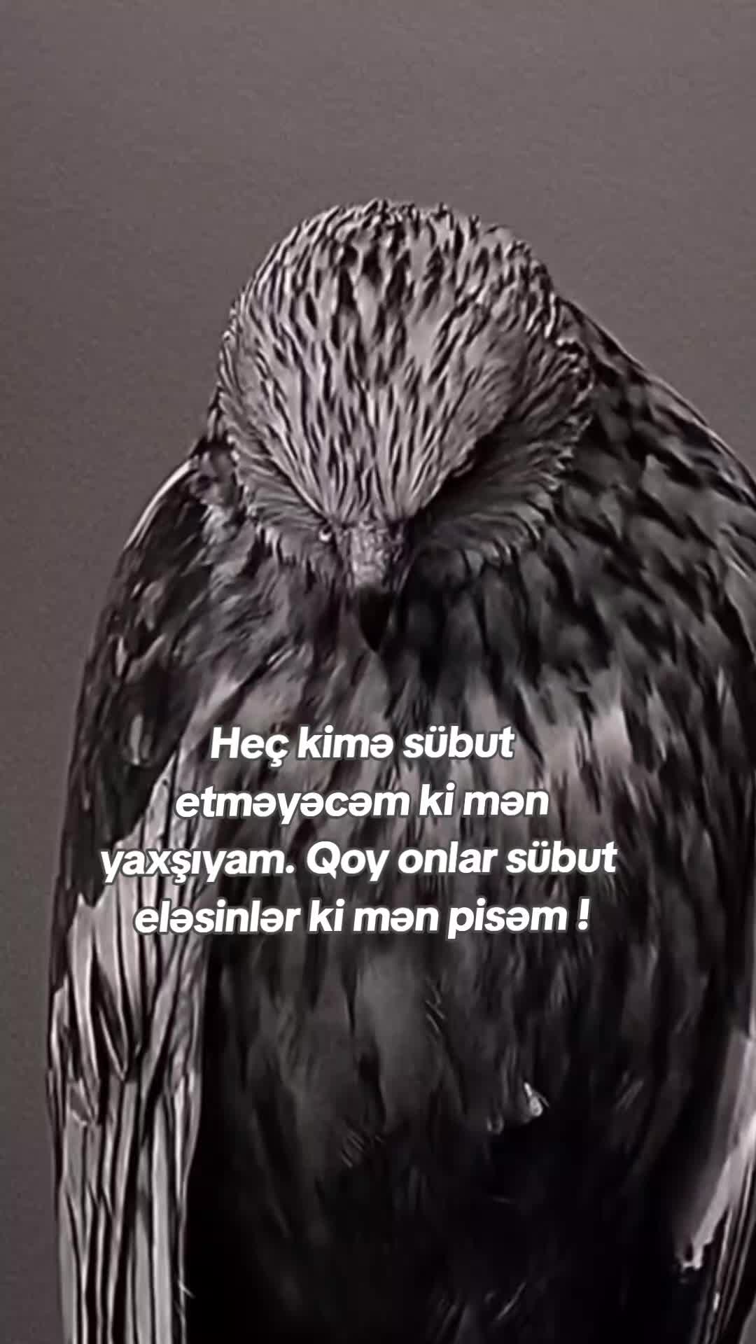 @𝗠𝗲𝗹𝗶𝗸𝗼𝘄𝘀 ⚡️