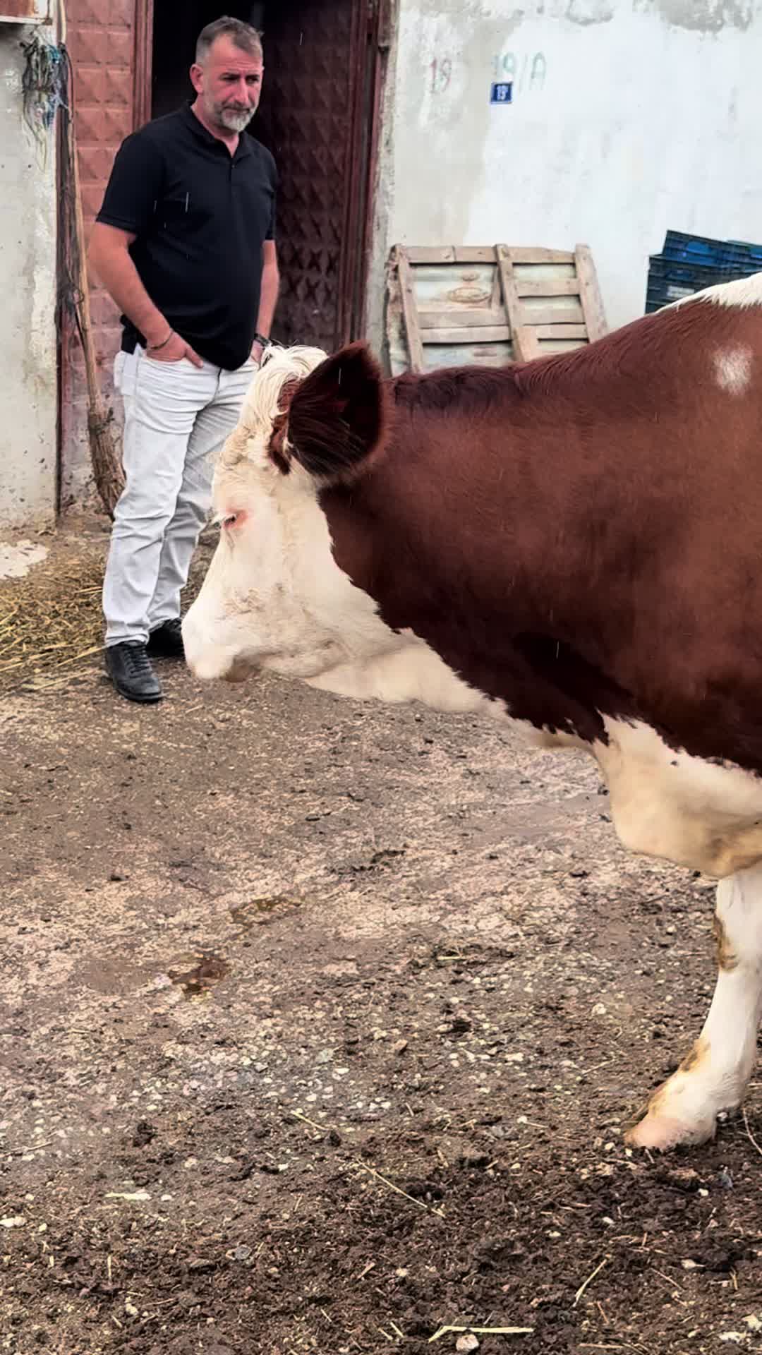 @Ahmet Çetin