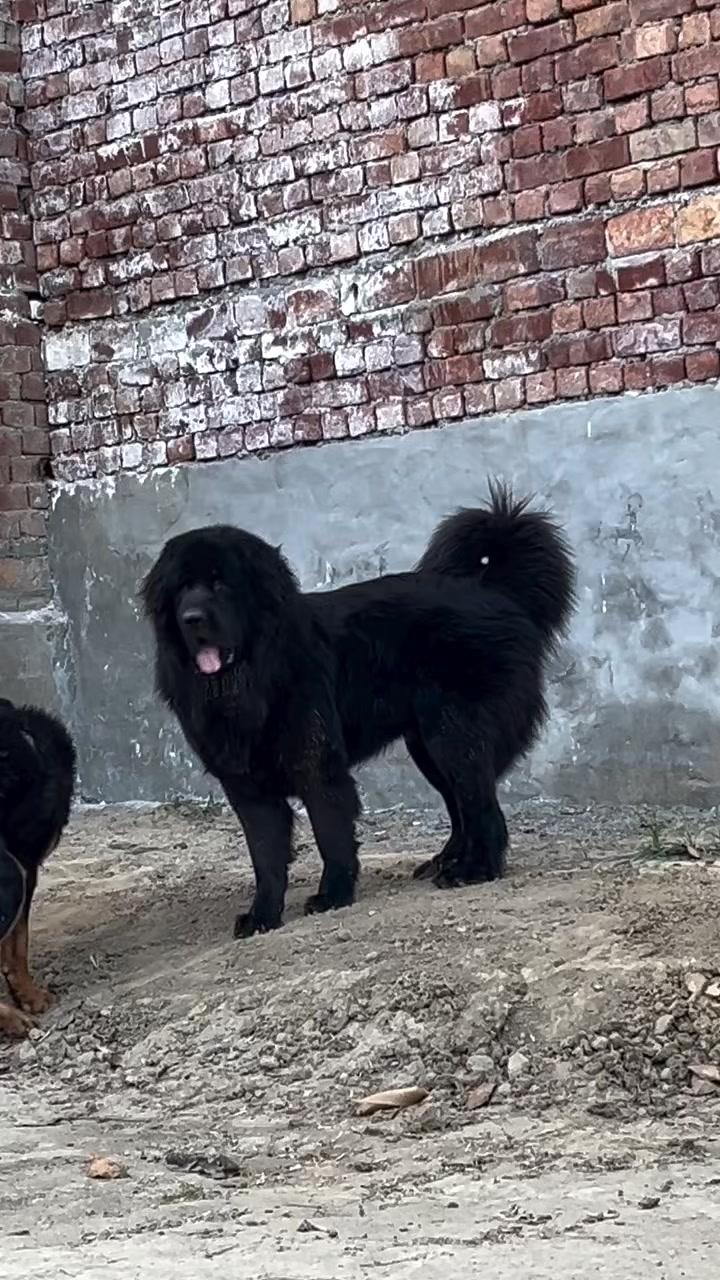 @Kashmiri_Bakrwal_Dog