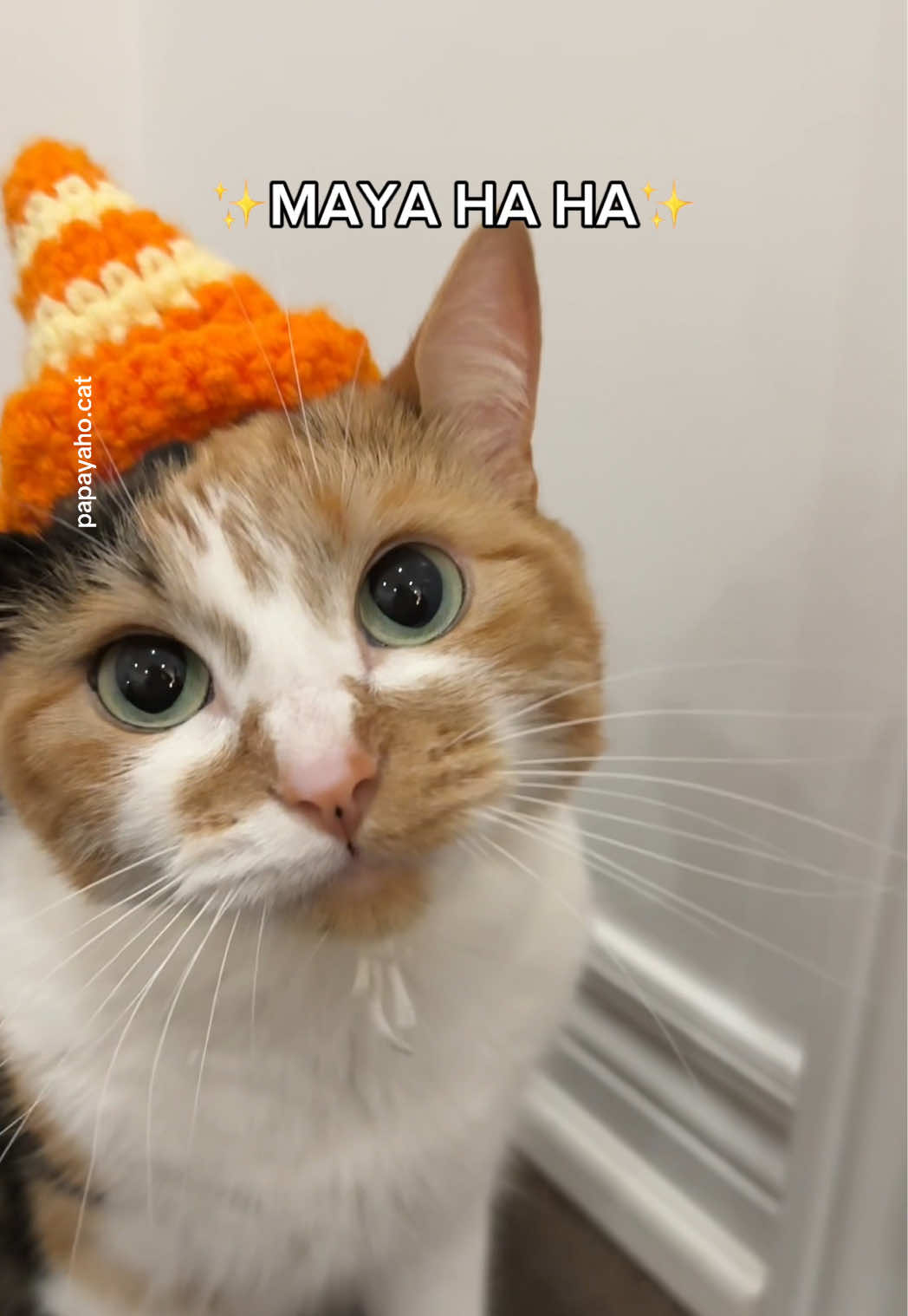 @Papaya the Cat