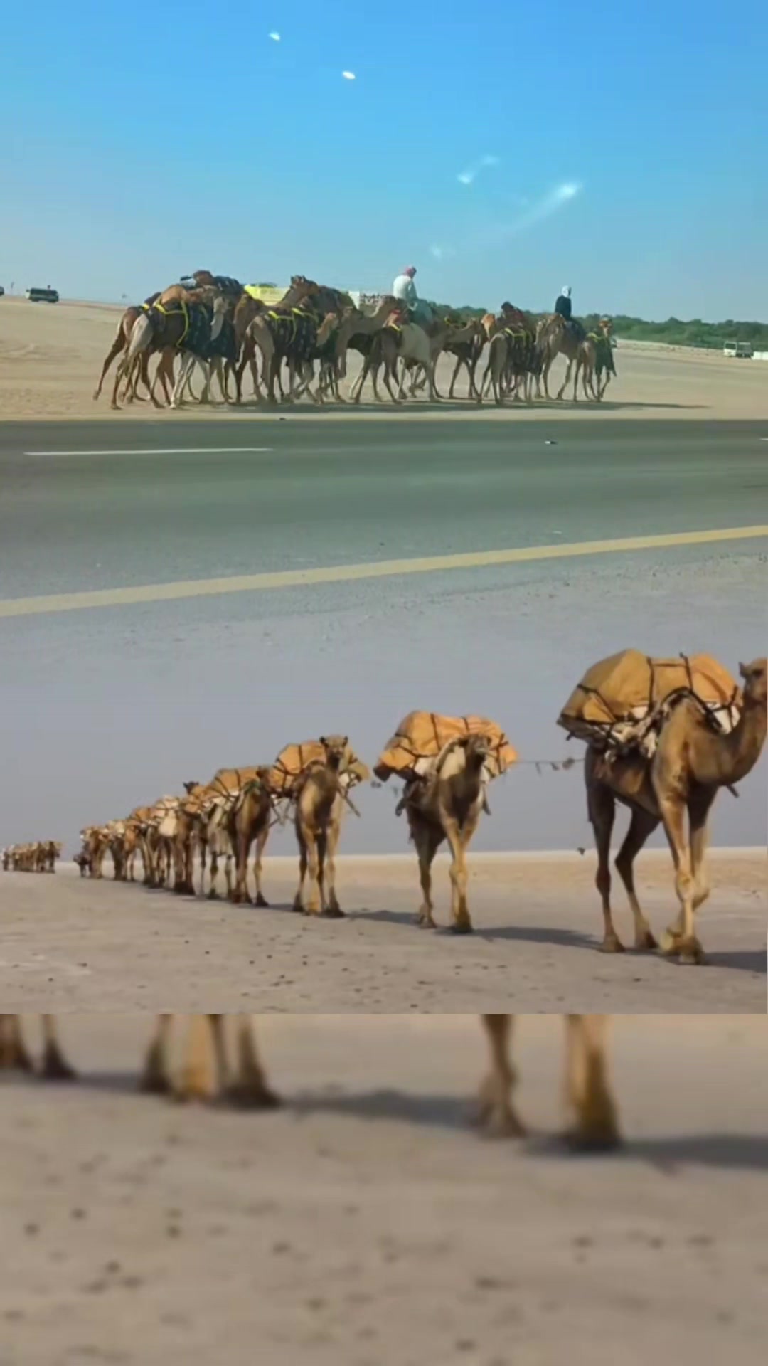 @مسعود ٹوانہ 🇵🇰🇦🇪🇸🇦
