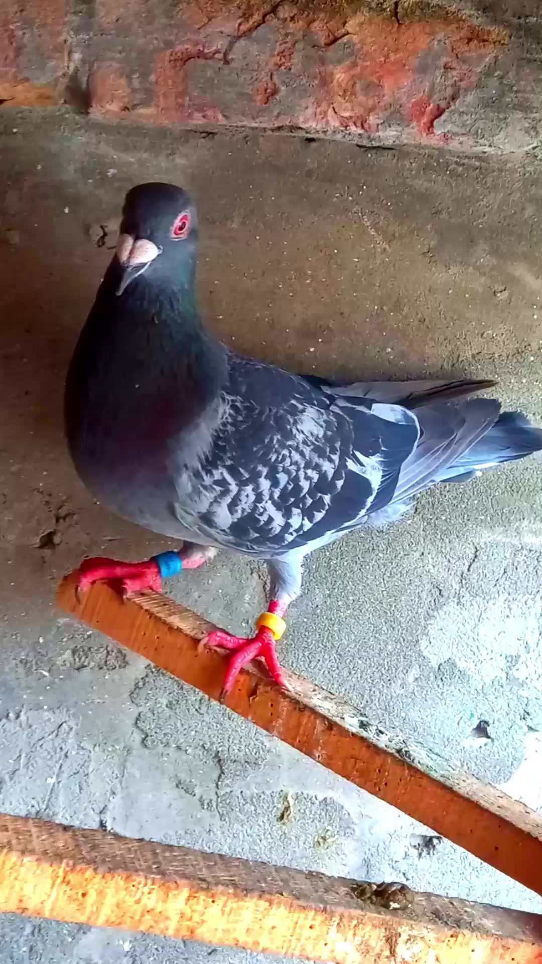 @𝑹𝒂𝒔𝒉𝒊𝒅 𝑻𝒂𝒃𝒂𝒔𝒔𝒖𝒎