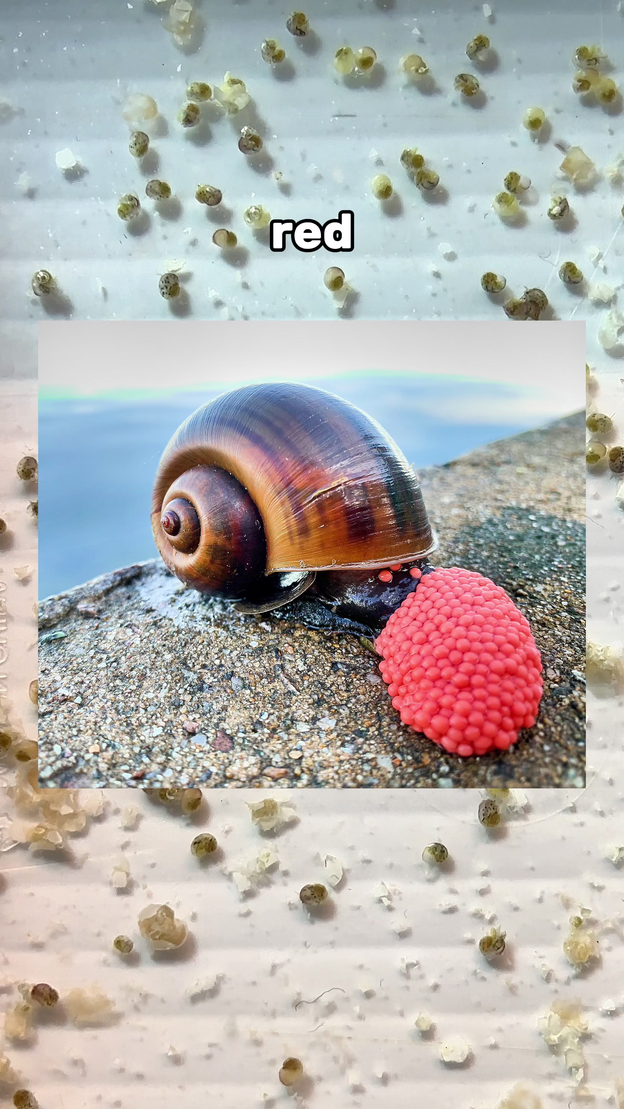 @ShrimplyTheBest