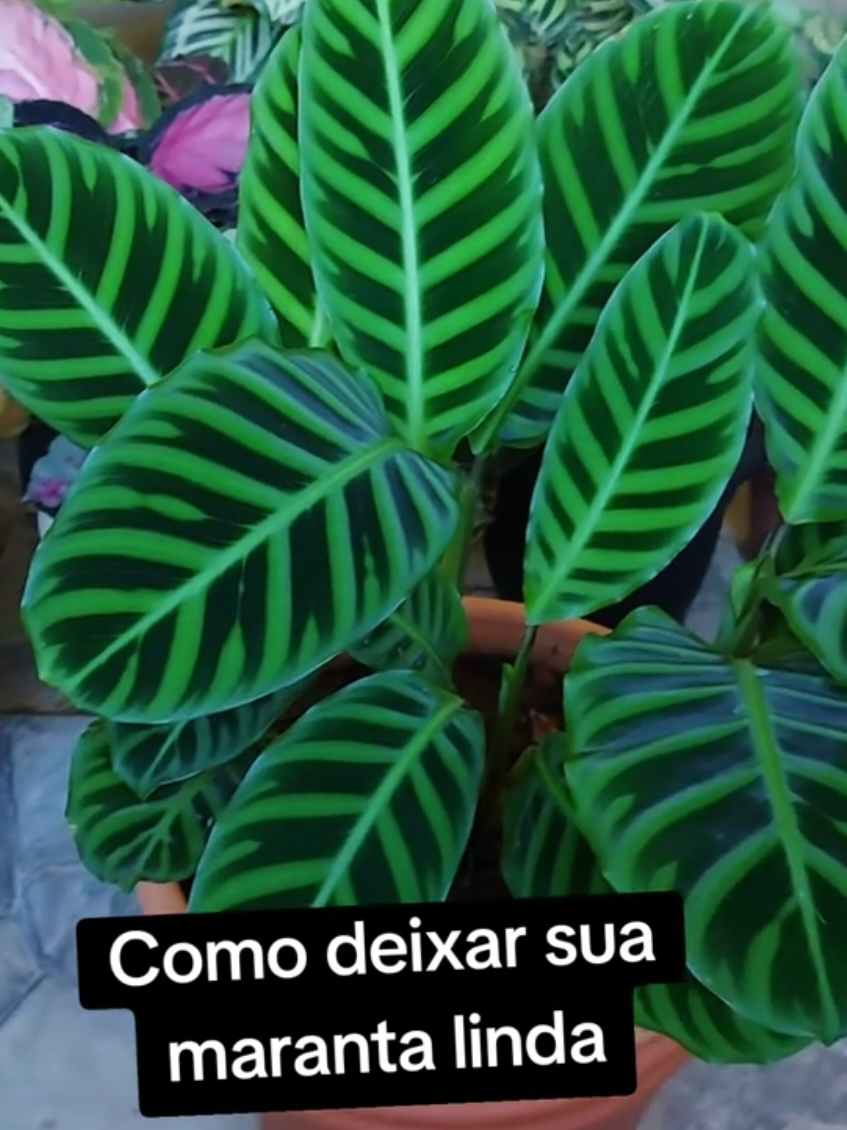 @quintalverde