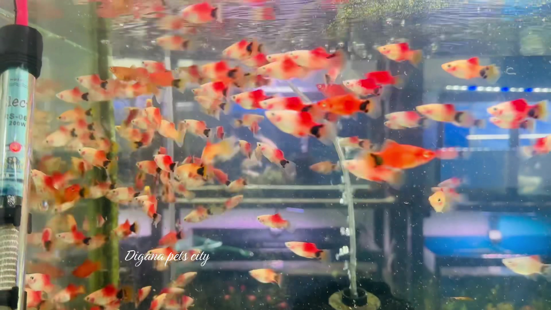 @Digana pets city