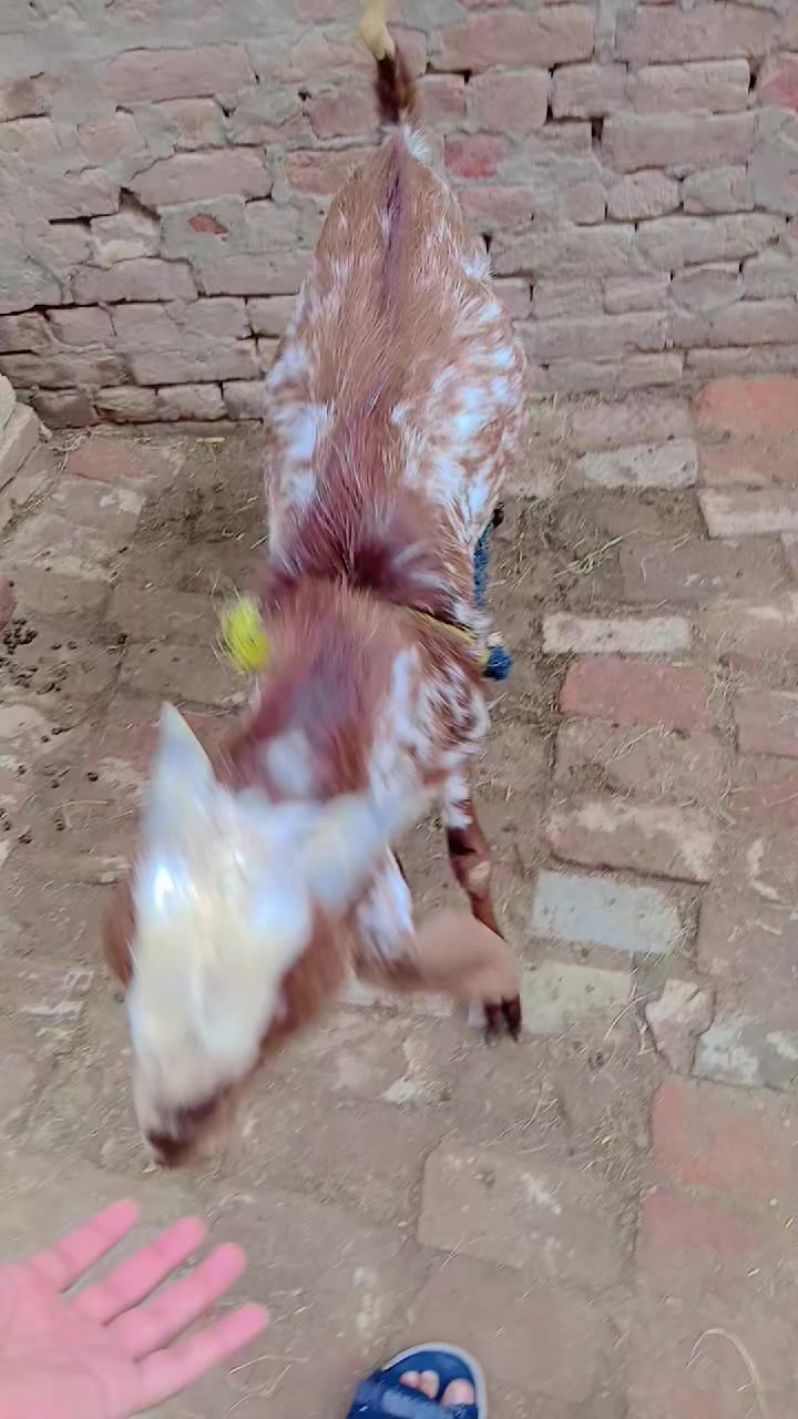 @Ghufran mujtaba