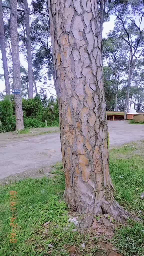 @yosodha dhakal