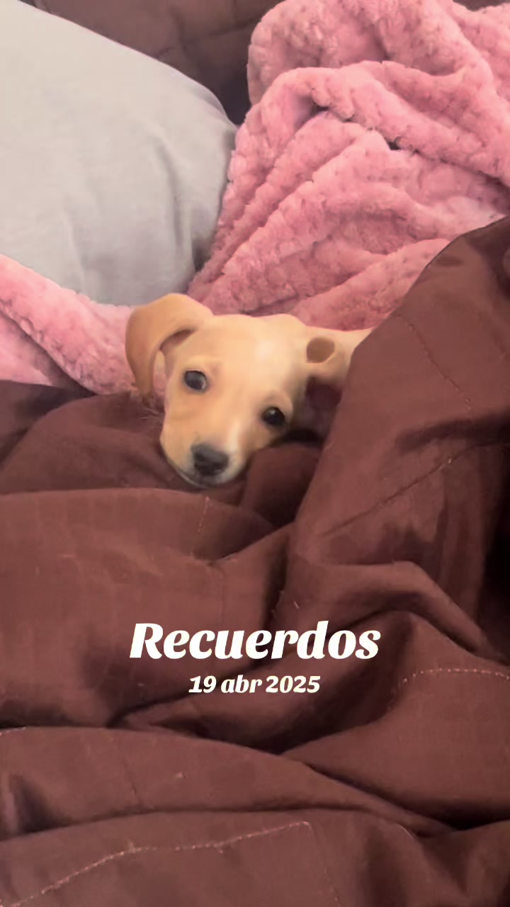 @Karrizales