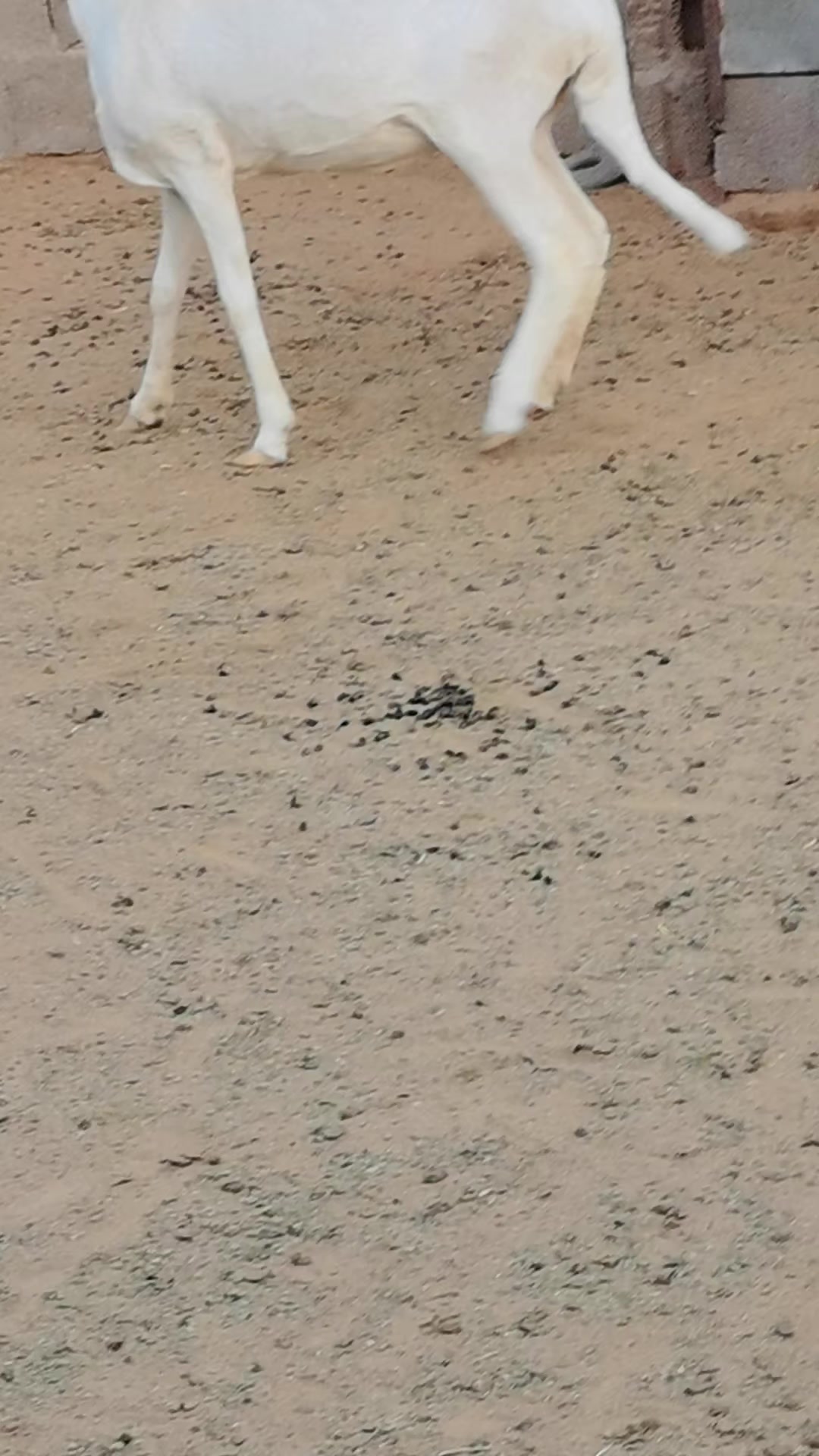 @مراح ابو يزيد الضان القبرص